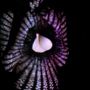 BODY VIDEO MAPPING 78