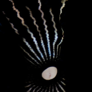 BODY VIDEO MAPPING 77